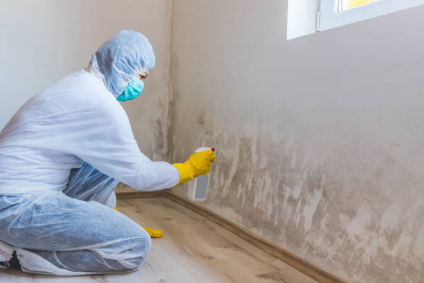 Black mold inspection in Flint Hill