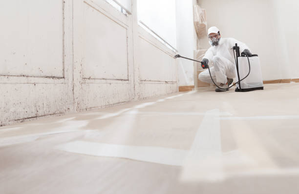 Black mold remediation team in Flint Hill
