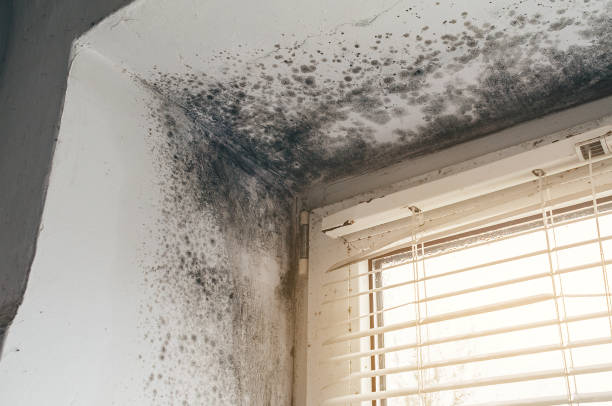 Mold Removal service in Flint Hill